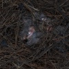 Filename=t_0041.jpg
Filesize=445KiB
Dimensions=2048x1365
Date added=Mar 03, 2026 t_0041.jpg